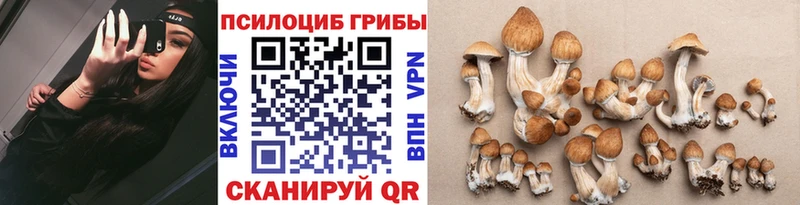 дарнет шоп Кострома OMG маркетплейс Псилоцибиновые грибы Psilocybine cubensis